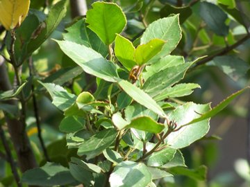 Rhamnus alaternus / Ranno lanterno